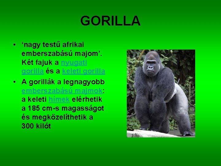 GORILLA • ‘nagy testű afrikai emberszabású majom’. Két fajuk a nyugati gorilla és a