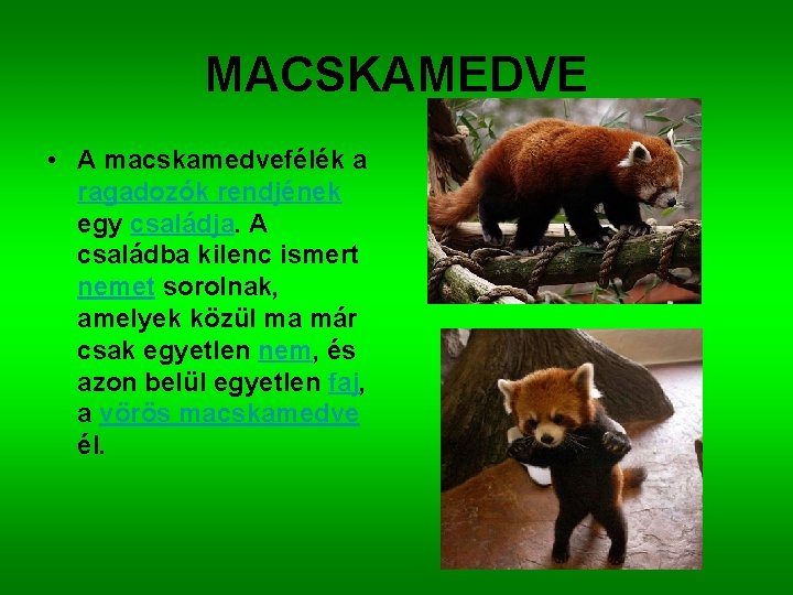 MACSKAMEDVE • A macskamedvefélék a ragadozók rendjének egy családja. A családba kilenc ismert nemet