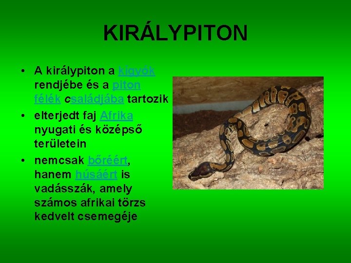 KIRÁLYPITON • A királypiton a kígyók rendjébe és a piton félék családjába tartozik •