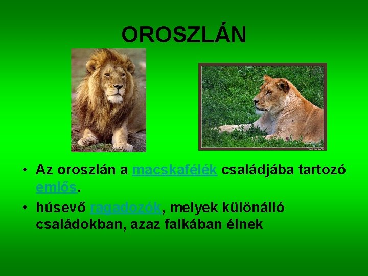 OROSZLÁN • Az oroszlán a macskafélék családjába tartozó emlős. • húsevő ragadozók, melyek különálló