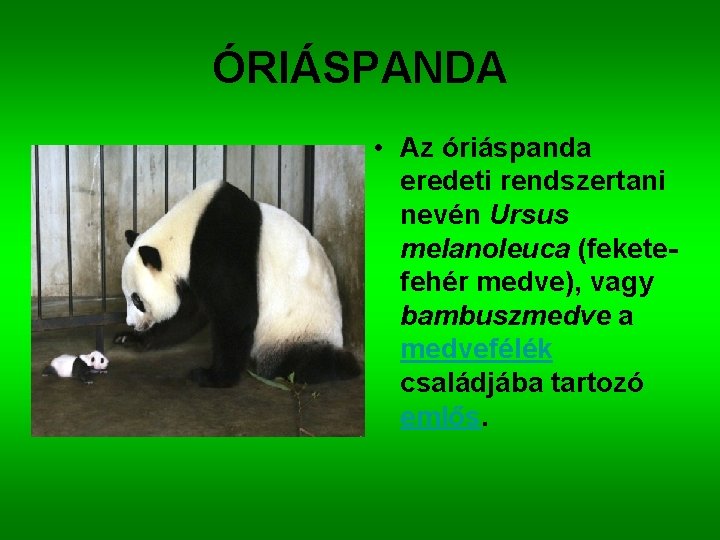 ÓRIÁSPANDA • Az óriáspanda eredeti rendszertani nevén Ursus melanoleuca (feketefehér medve), vagy bambuszmedve a