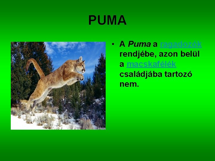 PUMA • A Puma a ragadozók rendjébe, azon belül a macskafélék családjába tartozó nem.