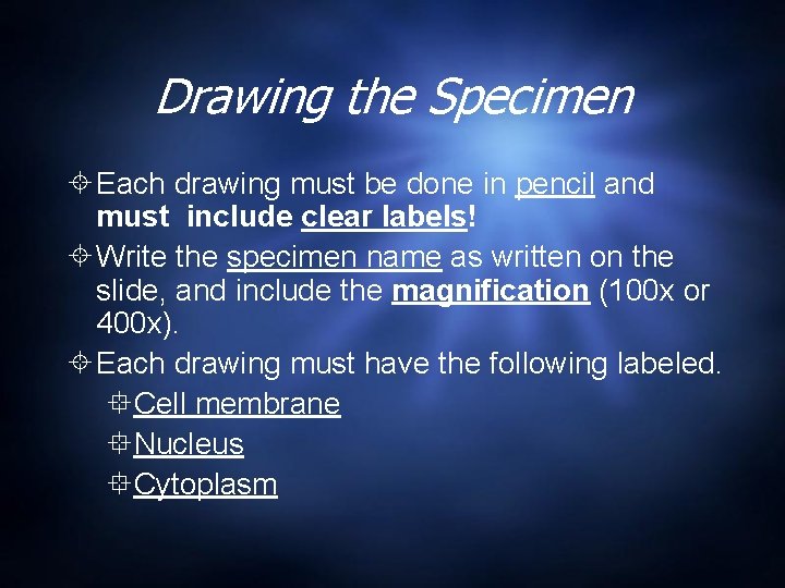 Drawing the Specimen Each drawing must be done in pencil and must include clear Drawing the Specimen Each drawing must be done in pencil and must include clear