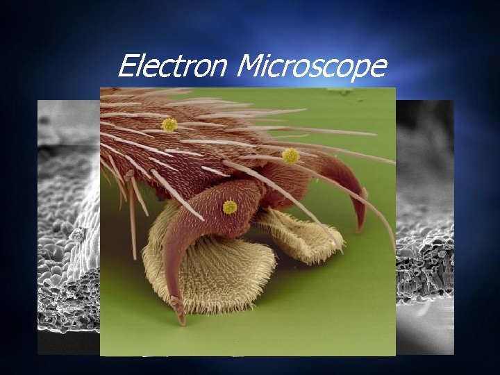 Electron Microscope Uses electrons to “see” objects too small to reflect light. Specimens are Electron Microscope Uses electrons to “see” objects too small to reflect light. Specimens are
