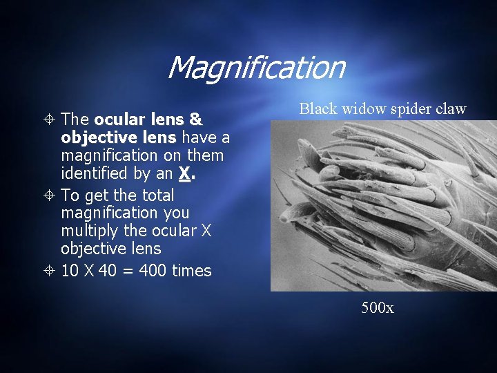 Magnification The ocular lens & objective lens have a magnification on them identified by Magnification The ocular lens & objective lens have a magnification on them identified by
