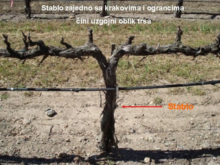 Stablo zajedno sa krakovima i ograncima čini uzgojni oblik trsa Stablo 