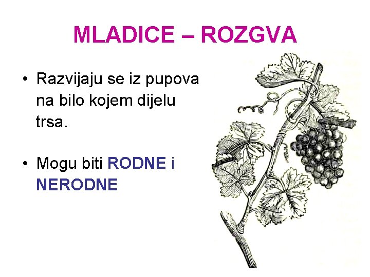 MLADICE – ROZGVA • Razvijaju se iz pupova na bilo kojem dijelu trsa. •
