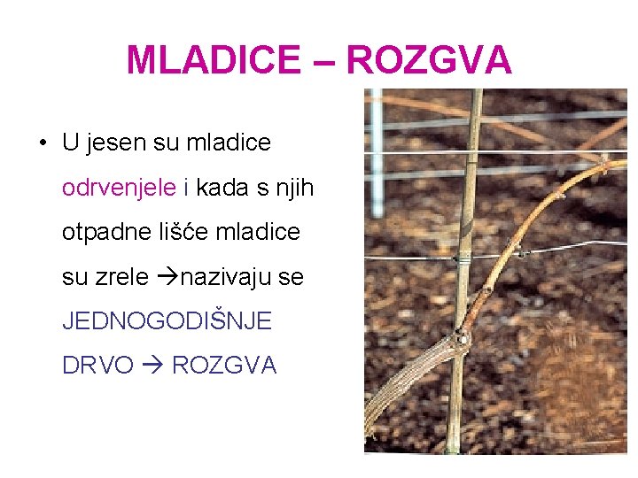 MLADICE – ROZGVA • U jesen su mladice odrvenjele i kada s njih otpadne
