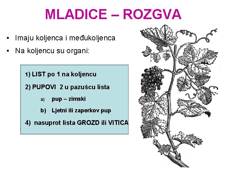 MLADICE – ROZGVA • Imaju koljenca i međukoljenca • Na koljencu su organi: 1)
