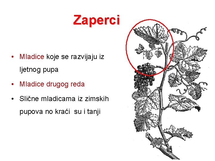 Zaperci • Mladice koje se razvijaju iz ljetnog pupa • Mladice drugog reda •