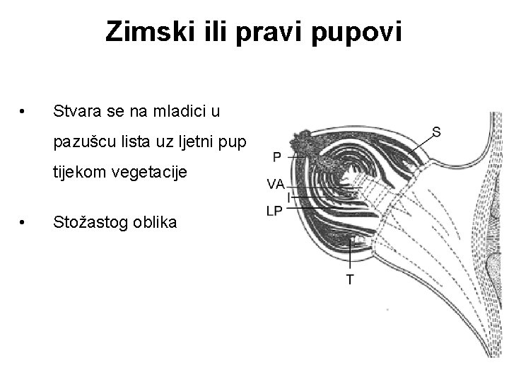 Zimski ili pravi pupovi • Stvara se na mladici u pazušcu lista uz ljetni