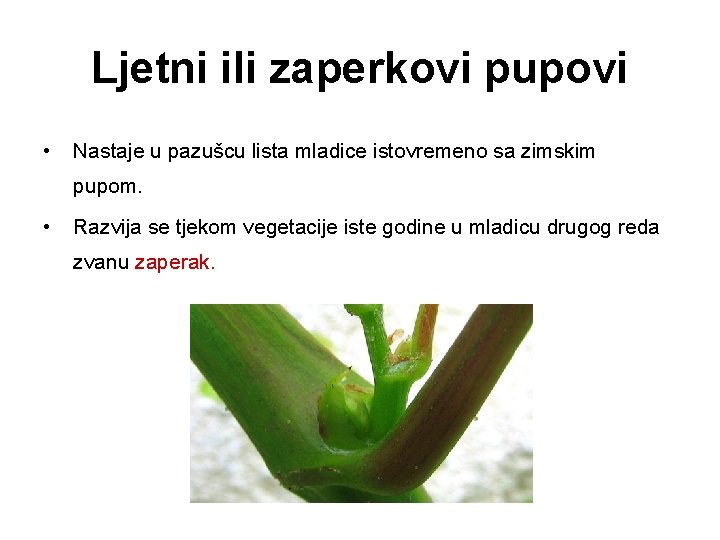 Ljetni ili zaperkovi pupovi • Nastaje u pazušcu lista mladice istovremeno sa zimskim pupom.