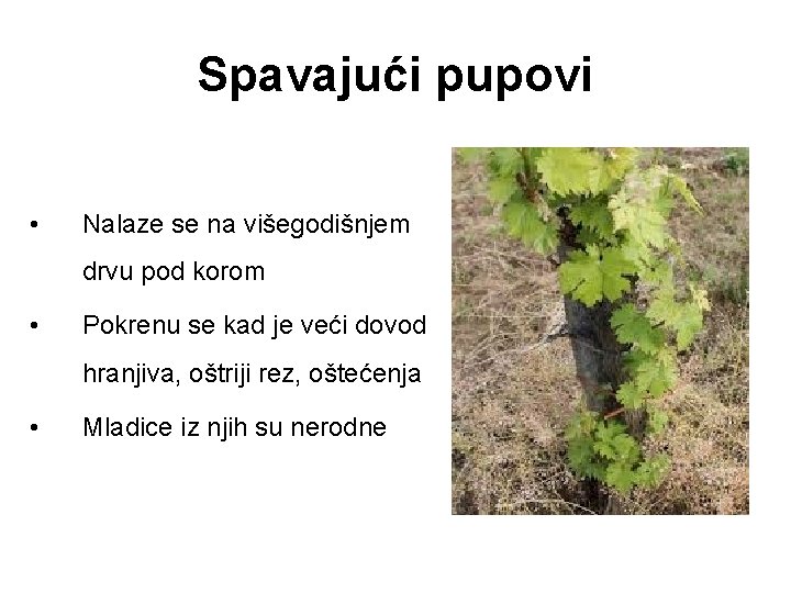 Spavajući pupovi • Nalaze se na višegodišnjem drvu pod korom • Pokrenu se kad