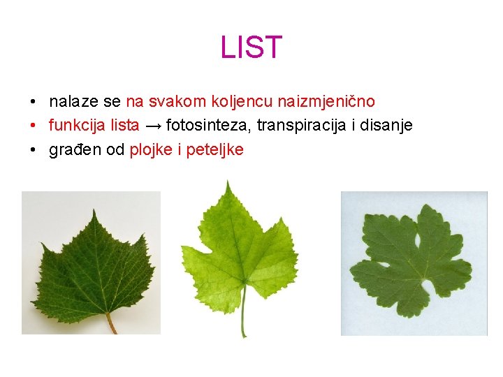 LIST • nalaze se na svakom koljencu naizmjenično • funkcija lista → fotosinteza, transpiracija