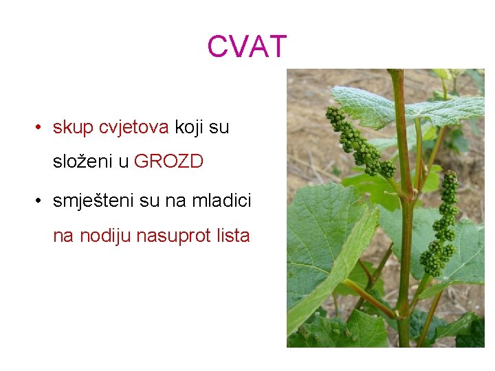 CVAT • skup cvjetova koji su složeni u GROZD • smješteni su na mladici