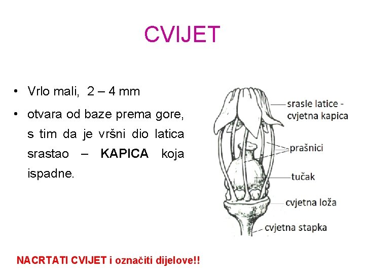 CVIJET • Vrlo mali, 2 – 4 mm • otvara od baze prema gore,