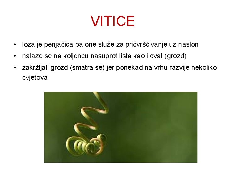VITICE • loza je penjačica pa one služe za pričvršćivanje uz naslon • nalaze