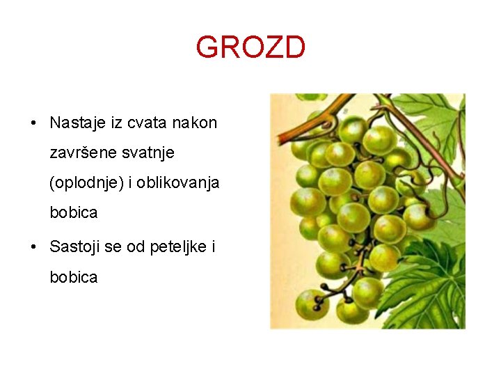 GROZD • Nastaje iz cvata nakon završene svatnje (oplodnje) i oblikovanja bobica • Sastoji