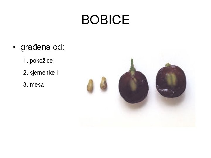 BOBICE • građena od: 1. pokožice, 2. sjemenke i 3. mesa 