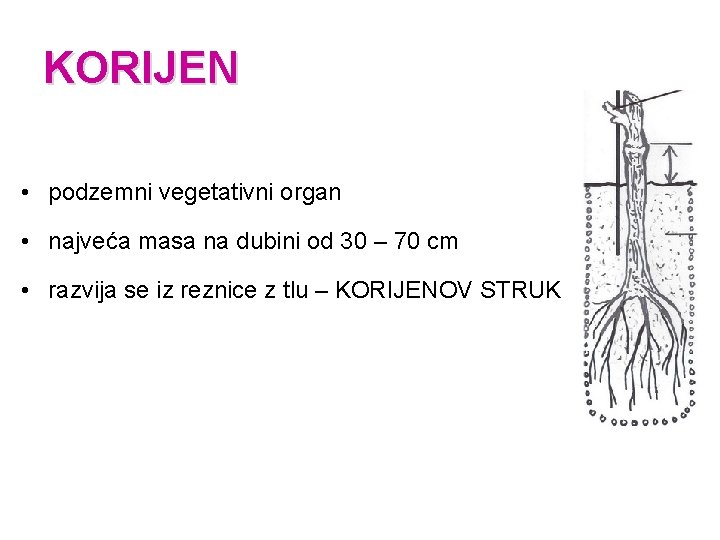 KORIJEN • podzemni vegetativni organ • najveća masa na dubini od 30 – 70