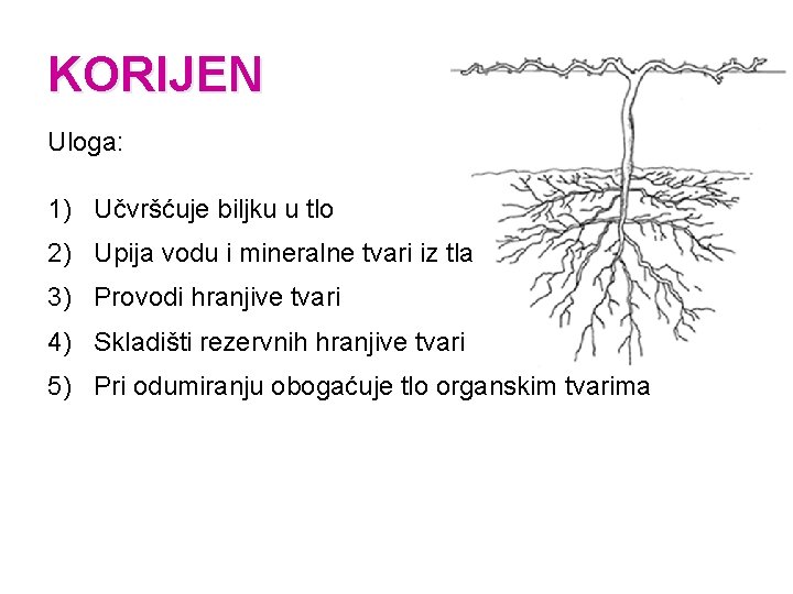 KORIJEN Uloga: 1) Učvršćuje biljku u tlo 2) Upija vodu i mineralne tvari iz