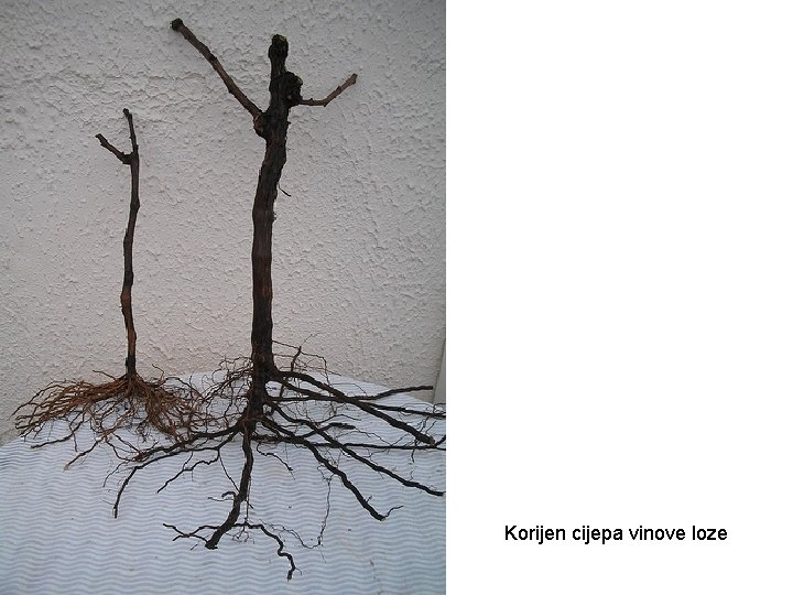 Korijen cijepa vinove loze 