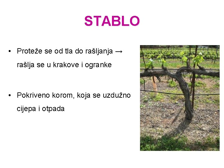 STABLO • Proteže se od tla do rašljanja → rašlja se u krakove i