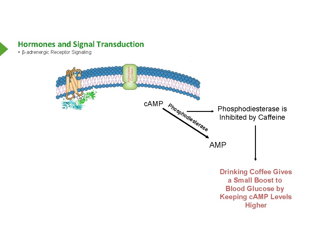 Hormones and Signal Transduction • β-adrenergic Receptor Signaling PO 4= c. AMP Ph os