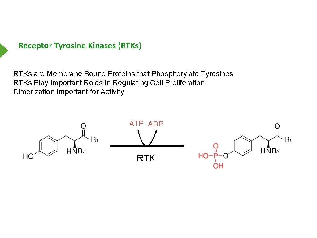 Receptor Tyrosine Kinases (RTKs) RTKs are Membrane Bound Proteins that Phosphorylate Tyrosines RTKs Play
