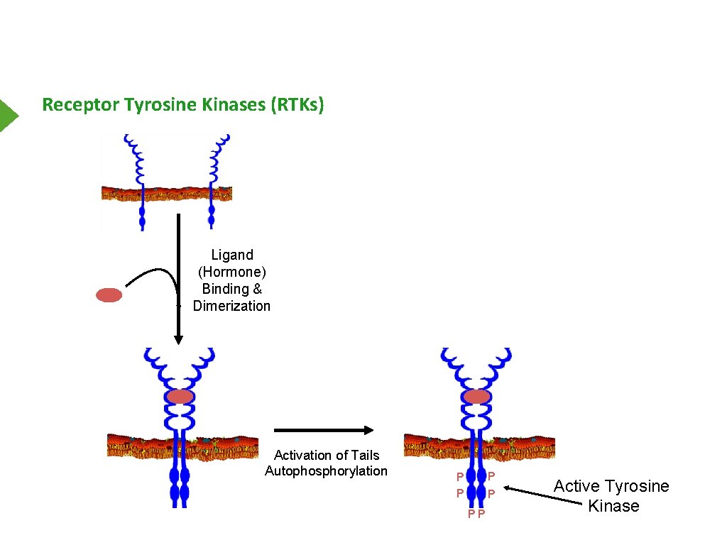 Receptor Tyrosine Kinases (RTKs) Ligand (Hormone) Binding & Dimerization Activation of Tails Autophosphorylation P