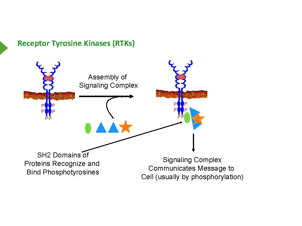 Receptor Tyrosine Kinases (RTKs) Assembly of Signaling Complex P P PP SH 2 Domains