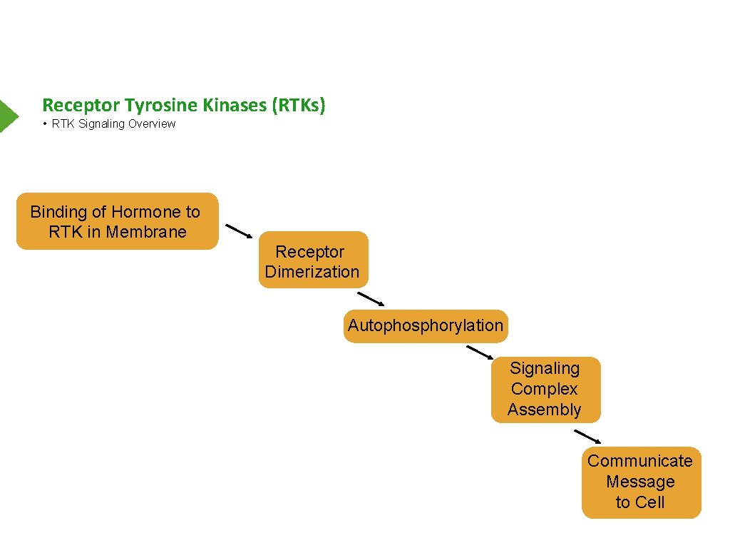 Receptor Tyrosine Kinases (RTKs) • RTK Signaling Overview Binding of Hormone to RTK in