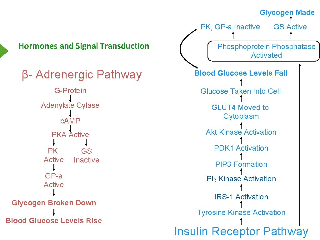 Glycogen Made PK, GP-a Inactive Hormones and Signal Transduction β- Adrenergic Pathway GS Active