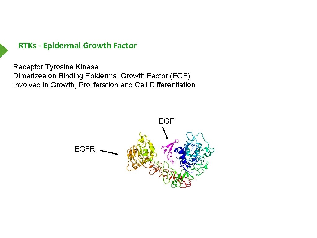 RTKs - Epidermal Growth Factor Receptor Tyrosine Kinase Dimerizes on Binding Epidermal Growth Factor
