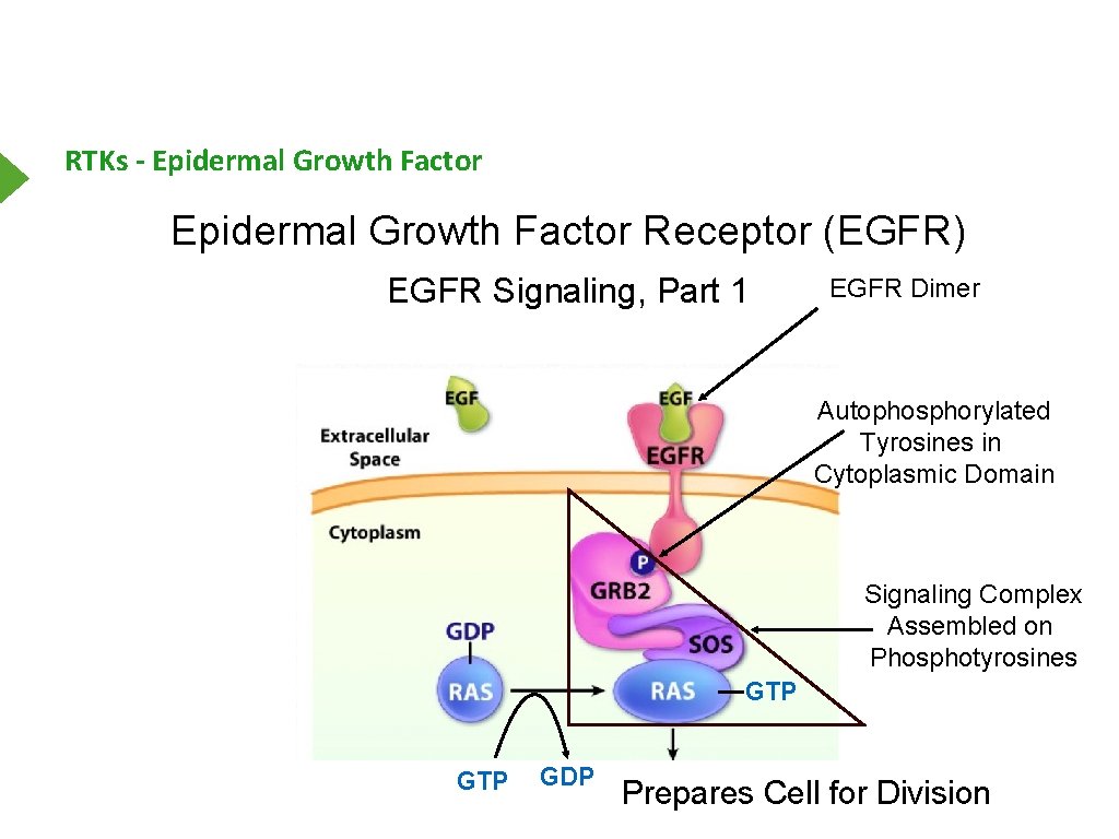 RTKs - Epidermal Growth Factor Receptor (EGFR) EGFR Signaling, Part 1 EGFR Dimer Autophosphorylated