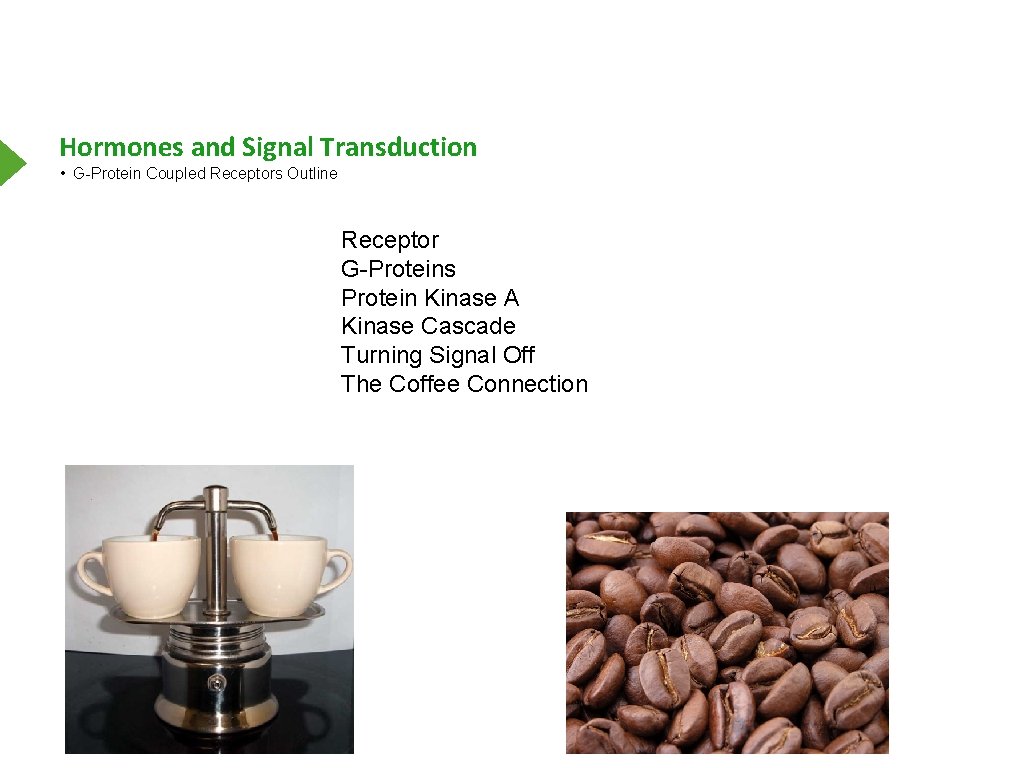 Hormones and Signal Transduction • G-Protein Coupled Receptors Outline Receptor G-Proteins Protein Kinase A