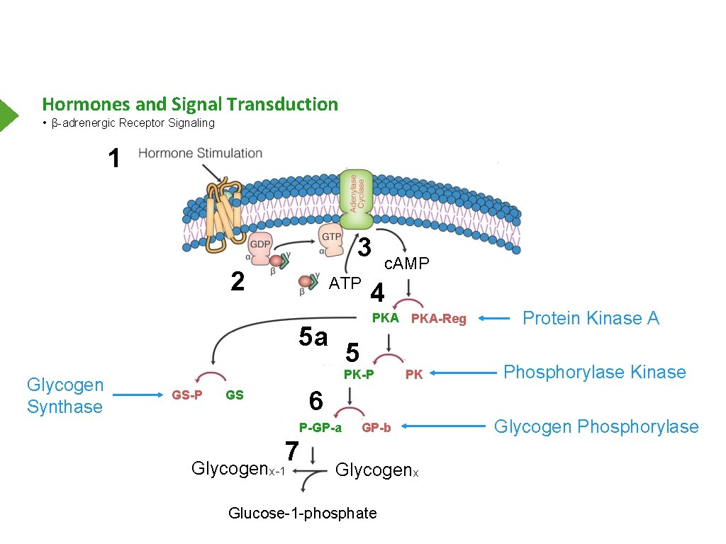 Hormones and Signal Transduction • β-adrenergic Receptor Signaling 1 3 2 ATP 4 PKA-Reg