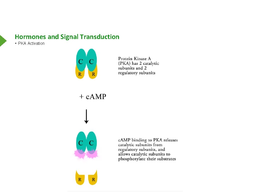 Hormones and Signal Transduction • PKA Activation 
