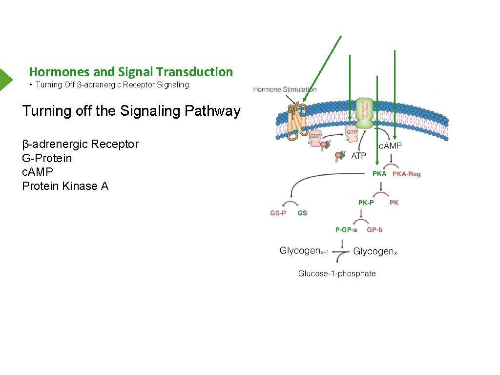 Hormones and Signal Transduction • Turning Off β-adrenergic Receptor Signaling Turning off the Signaling