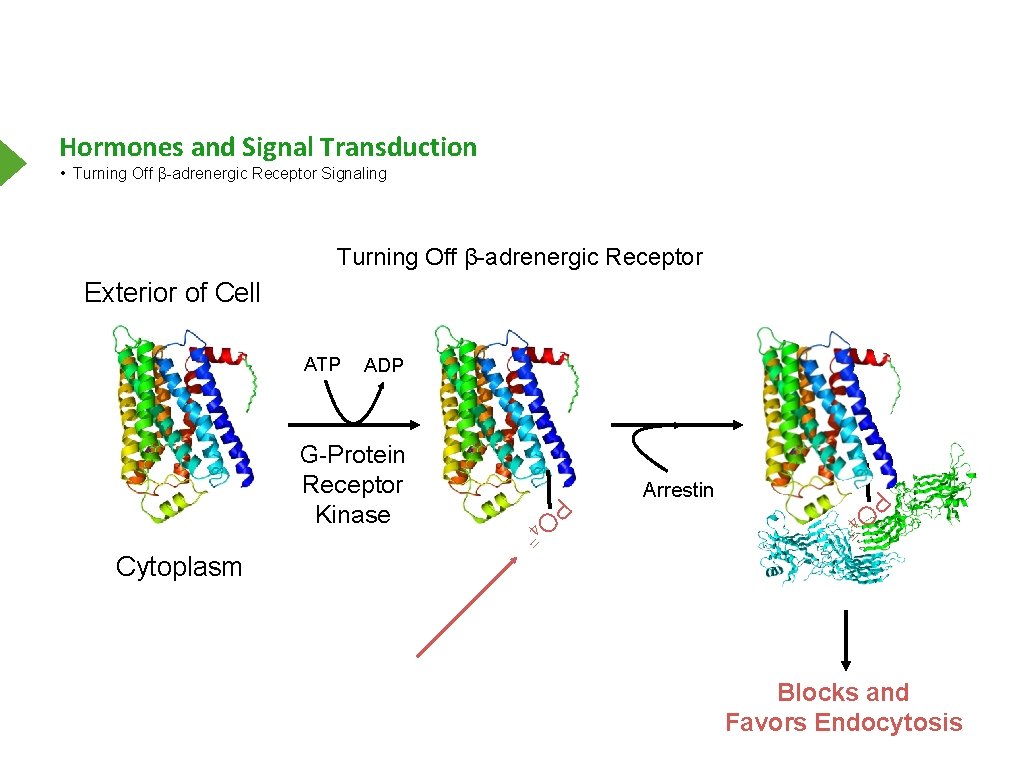 Hormones and Signal Transduction • Turning Off β-adrenergic Receptor Signaling Turning Off β-adrenergic Receptor