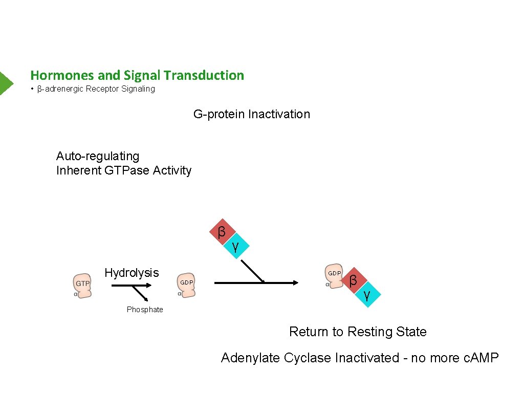 Hormones and Signal Transduction • β-adrenergic Receptor Signaling G-protein Inactivation Auto-regulating Inherent GTPase Activity