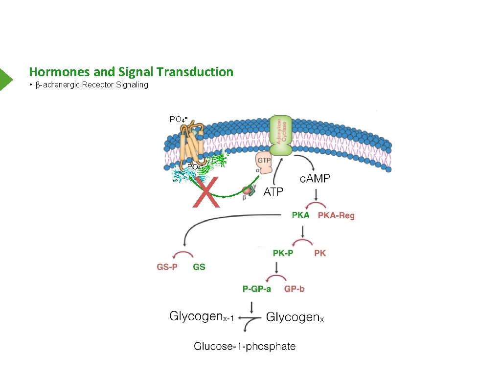 Hormones and Signal Transduction • β-adrenergic Receptor Signaling PO 4= X 