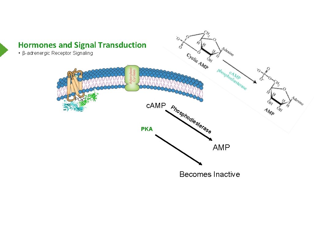 Hormones and Signal Transduction • β-adrenergic Receptor Signaling PO 4= c. AMP Ph os