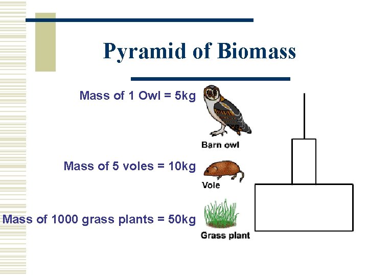 Pyramid of Biomass Mass of 1 Owl = 5 kg Mass of 5 voles
