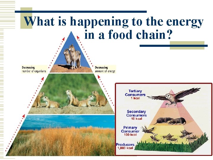 What is happening to the energy in a food chain? 