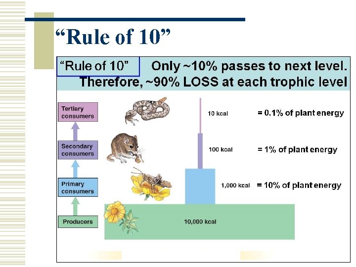 “Rule of 10” 