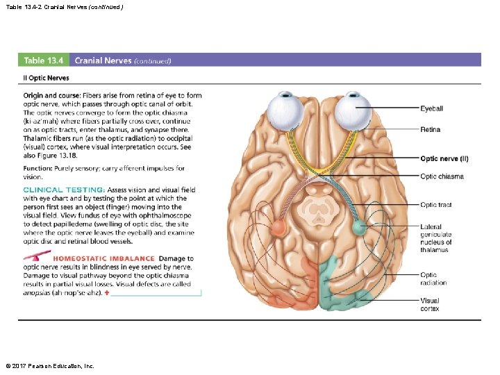 Chapter 13 Part B The Peripheral Nervous System