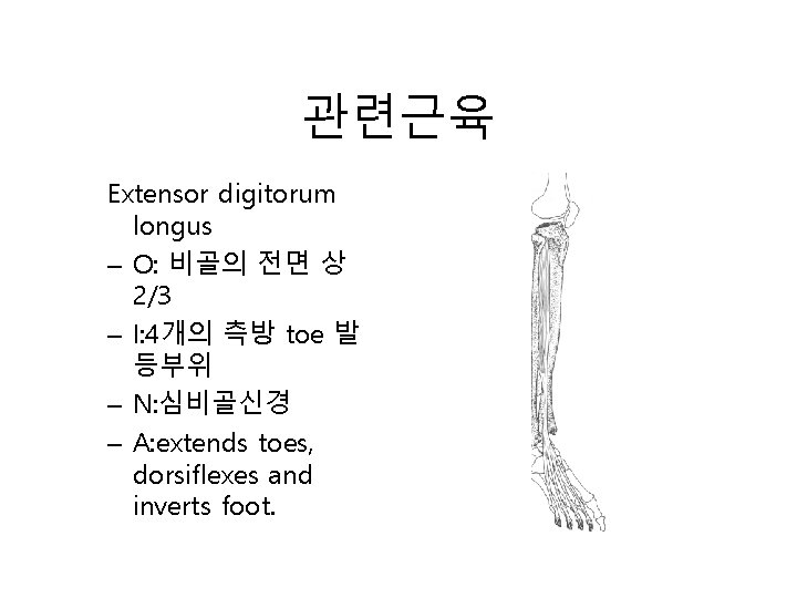 관련근육 Extensor digitorum longus – O: 비골의 전면 상 2/3 – I: 4개의 측방