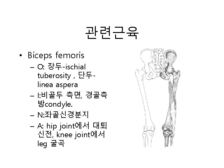 관련근육 • Biceps femoris – O: 장두-ischial tuberosity , 단두linea aspera – I: 비골두