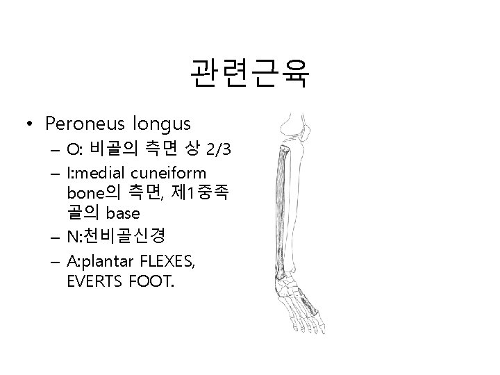 관련근육 • Peroneus longus – O: 비골의 측면 상 2/3 – I: medial cuneiform